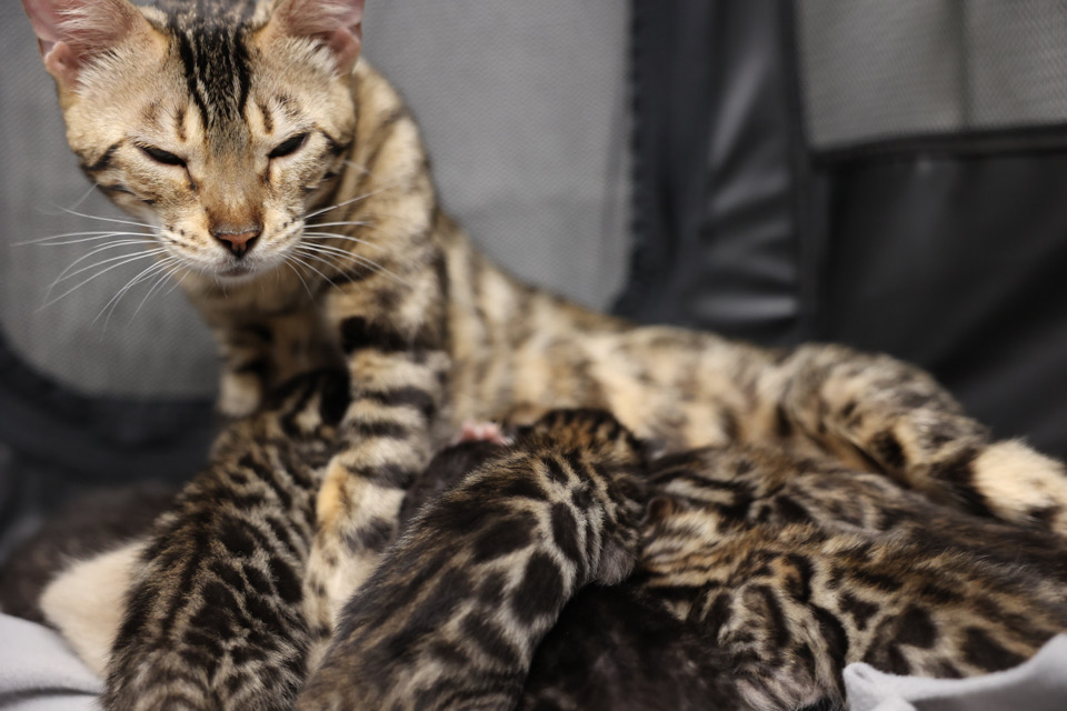 Charlie s Bengals Purebred Bengal Cat Breeder Bengal Kittens 